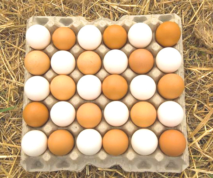 White and Brown eggs in a carton
